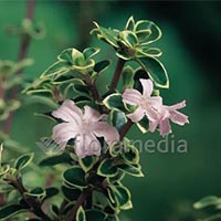 SERISSA